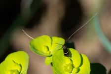 Adela australis (mle) - Petit papillon mesurant moins de 1 cm de long. Le mle se reconnat  ses longues antennes non paissies  la base mesurant facilement 2  3 fois la longueur de son corps.