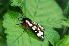 Arctia villica (Epicallia villica) (mle) - Antennes pectines = mle