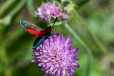 Zygaena transalpina hippocrepidis