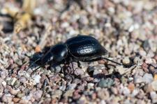 Tentyria (Subtentyrina) elongata