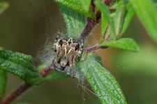 Agalenatea redii