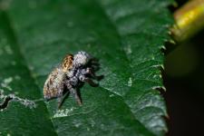 Carrhotus xanthogramma - Femelle mesurant 5 ou 6 mm