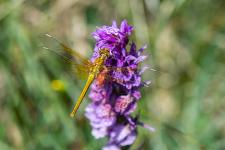 Sympetrum flaveolum - Femelle immature sur Orchis macul