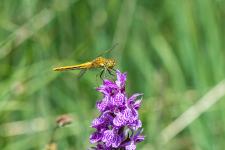 Sympetrum flaveolum - Femelle immature sur Orchis macul