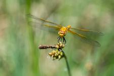Sympetrum flaveolum - Femelle immature