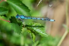 Enallagma cyathigerum (mle)