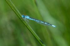 Enallagma cyathigerum (mle)