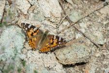 Vanessa cardui (Cynthia cardui)