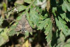 Macroglossum stellatarum