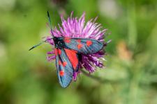 Zygaena lonicerae