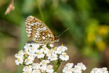 Melitaea athalia (Mellicta athalia)