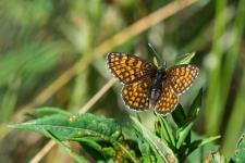 Melitaea athalia (Mellicta athalia)