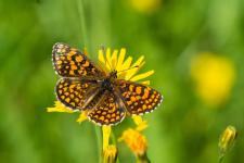 Melitaea athalia (Mellicta athalia)