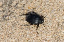 Erodius emondi laevis