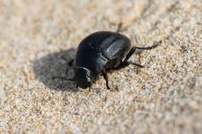 Erodius emondi laevis