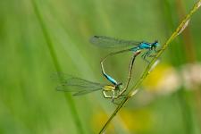 Ischnura elegans - accouplement, la femelle en-dessous est de type B