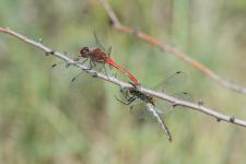 Sympetrum sanguineum - couple en tandem