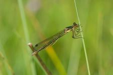 Lestes dryas - jeune femelle