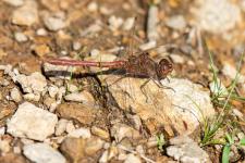 Sympetrum meridionale (mle)