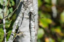 Sympetrum danae - Camouflage sur un tronc de bouleau : mle mature ↔ abdomen tout noir.