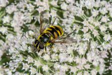 Myathropa florea (femelle)