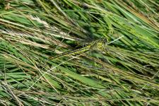 Gomphus pulchellus - femelle