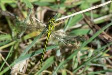 Gomphus pulchellus - femelle mergente