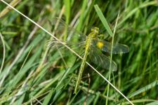 Gomphus pulchellus - mle mergent