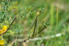 Gomphus pulchellus - mle mergent