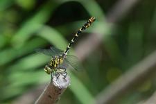 Onychogomphus forcipatus - Onychogomphus forcipatus subsp. forcipatus