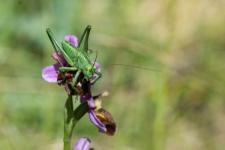 Tettigonia viridissima (mle) - Avant dernier stade larvaire : sur Ophrys aveyronensis