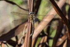 Aeshna mixta - Femelle en train de pondre sur Sparganium erectum subsp. erectum