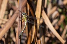 Aeshna mixta - Femelle en train de pondre sur Sparganium erectum subsp. erectum