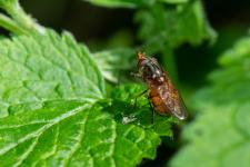 Rhingia campestris (femelle)