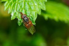 Rhingia campestris (femelle)