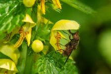 Rhingia campestris