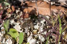 Conophorus virescens (mle) - confirm par Alain Ramel