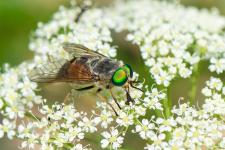 Philipomyia aprica (femelle)