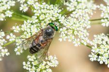 Philipomyia aprica (femelle)