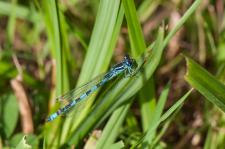Coenagrion pulchellum (mle)