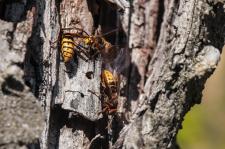 Vespa crabro germana -  la sortie du nid dans un vieux tronc darbre