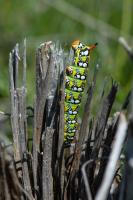 Hyles euphorbiae - Chenille stade 4 (en principe...)