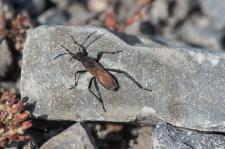 Alydus calcaratus - Linsecte est parfois appel ainsi car sa larve ressemble  une fourmi.