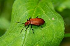 Pyrochroa serraticornis (mle) - Mle mesurant 15 mm environ. Les antennes du mle sont fortement pectines.