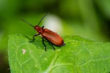 Pyrochroa serraticornis - Mle mesurant 15 mm environ. Les antennes du mle sont fortement pectines, mme si les dents sont caches en dessous.
