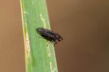 Dichaeta caudata (Notiphila caudata) - Cette mini-mouche pose sur une feuille dIris pseudacorus mesurait dans les 3 mm