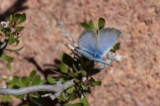 Glaucopsyche melanops (mle) - Le dessus du mle est bleu nettement bord de sombre.
