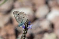 Glaucopsyche melanops (mle) - La base bleute de laile postrieure dsigne un mle.