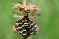Polistes gallicus - Femelle ventilant son nid (identifie par Leopoldo Castro).