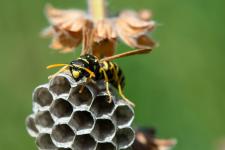 Polistes gallicus - Femelle identifie par Leopoldo Castro